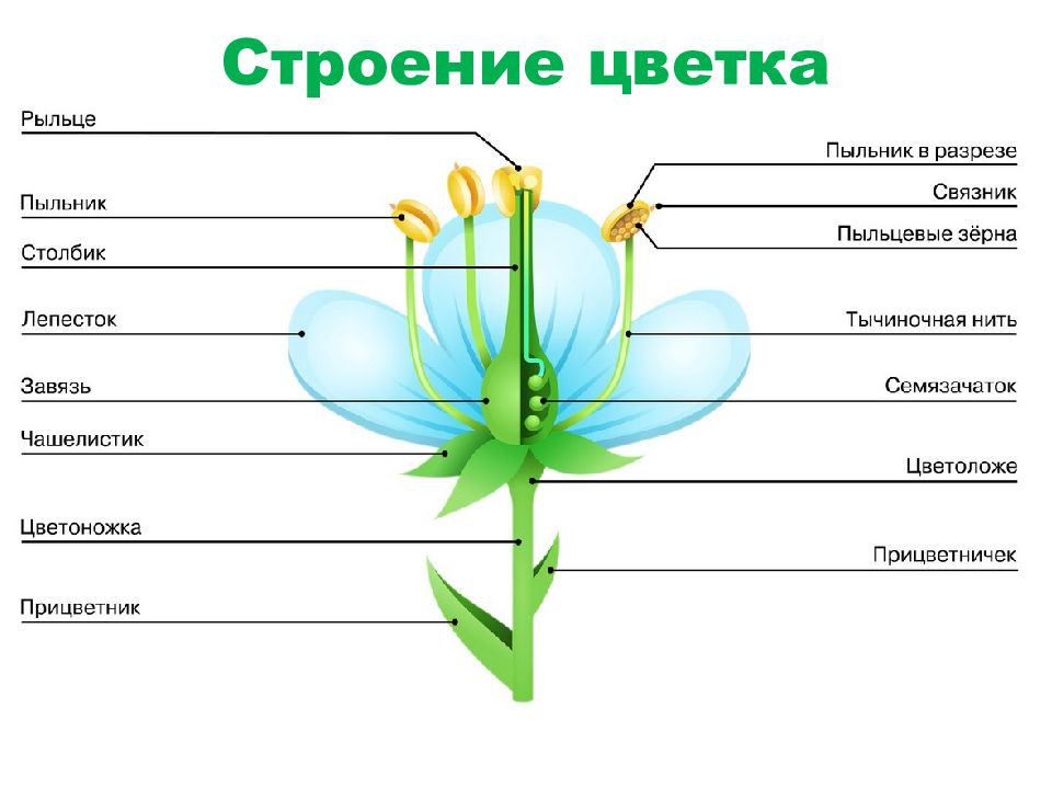 Практическая работа изучение покрытосеменных растений. Строение цветка покрытосеменных. Строение цветка таблица. Строение покрытосеменных растений 7 класс. Строение цветка 7 класс биология.