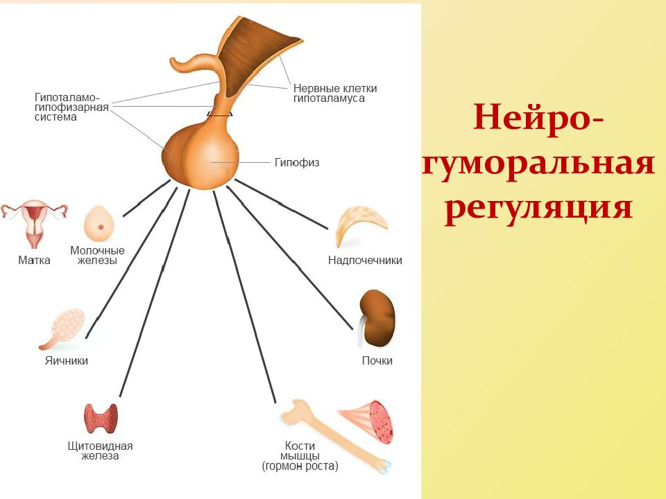 Гуморальная регуляция картинки