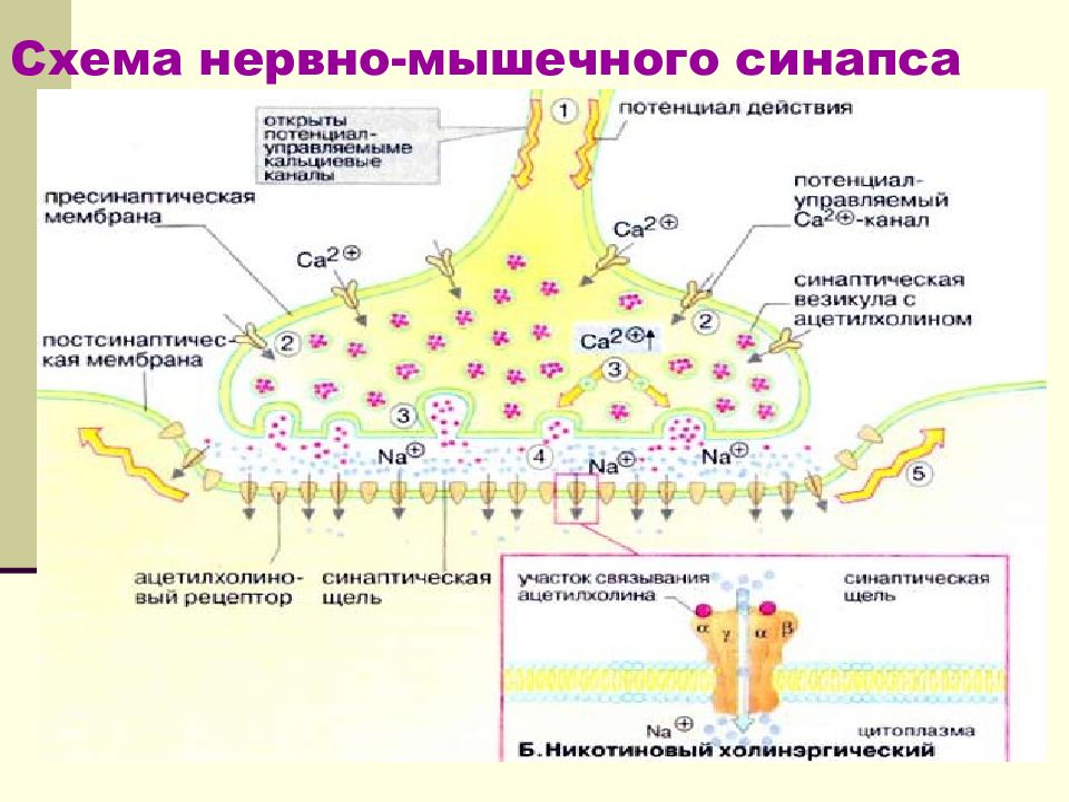 Нервно мышечный синапс. Схема нервно мышечного синапса. Нервно-мышечный синапс физиология механизм. Строение нервно-мышечного синапса. Нервно мышечный синапс Электронограмма.