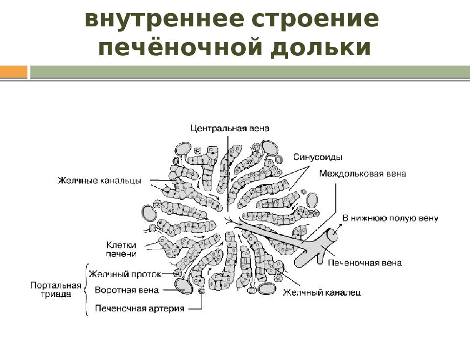 Печеночная долька анатомия рисунок