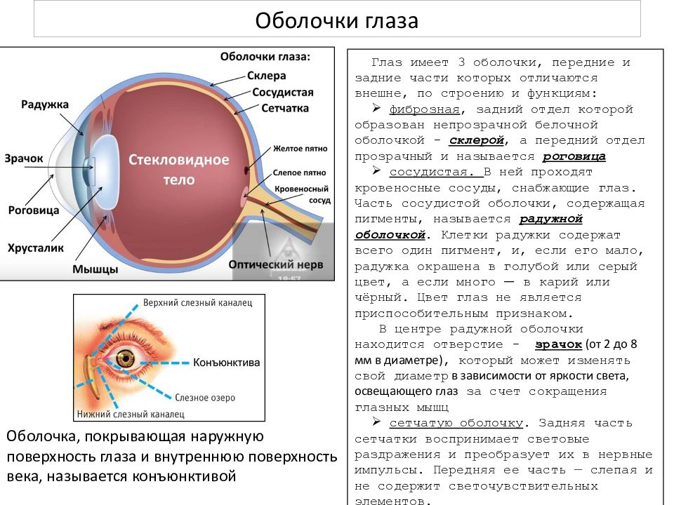 Для получения четкого изображения на сетчатке глаза при переводе