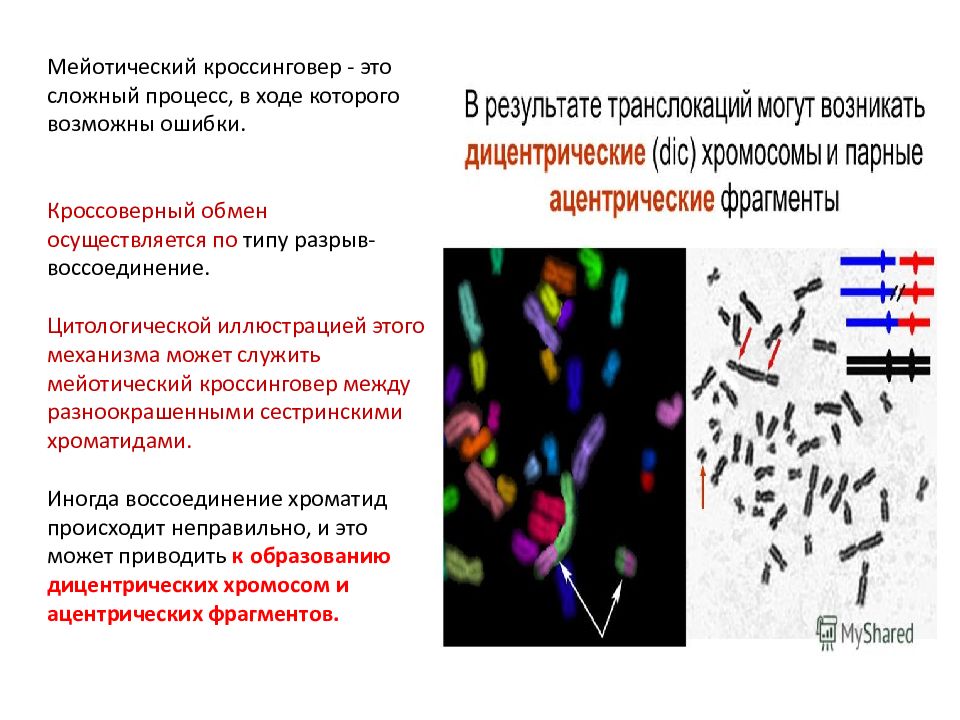 Генетическое картирование. Методы картирования генов. Картирование генома. Методы картирования генома. Этапы генетического картирования.