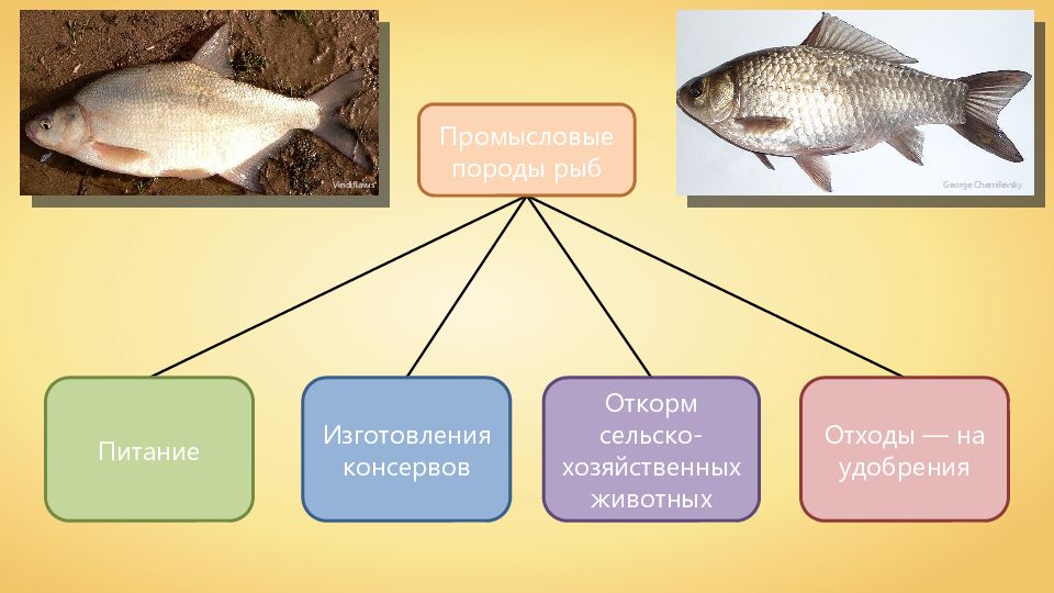 Презентация виды рыб