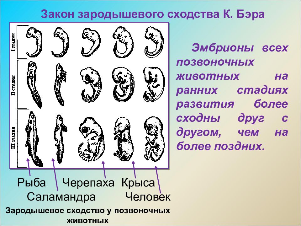 Начальный период развития человека. Эмбриональное развитие зародышей позвоночных. Бэр теория зародышевого сходства. Сравните основные стадии зародышевого развития позвоночных 221. Зародышевое сходство Бэр.