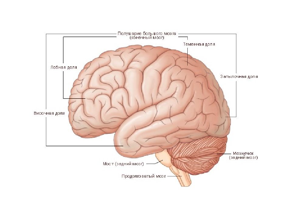 Конечный мозг анатомия презентация