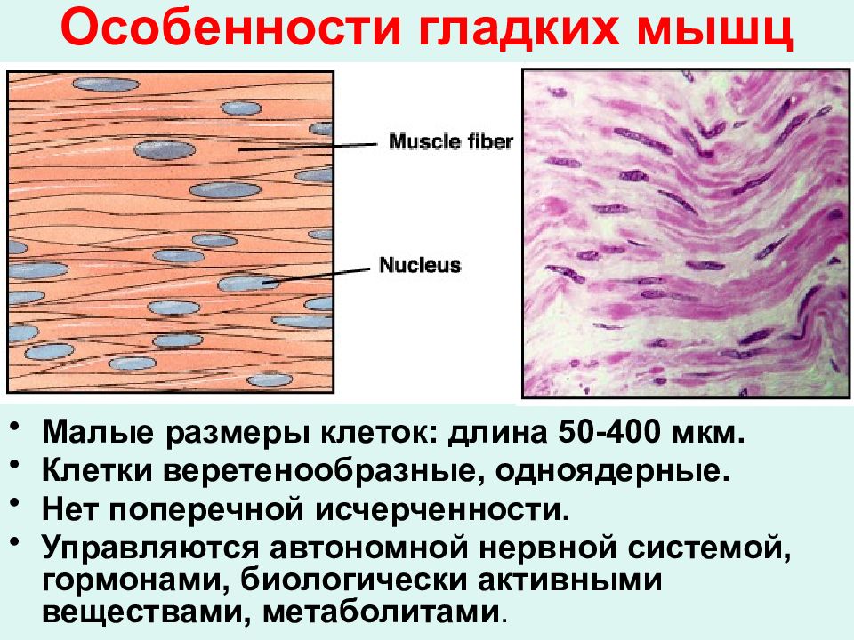 Изображенная на рисунке ткань является основой скелета гладких мышц