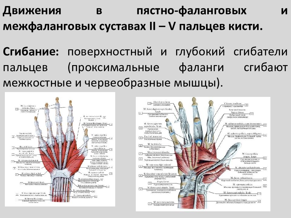 Пястно фаланговый сустав фото