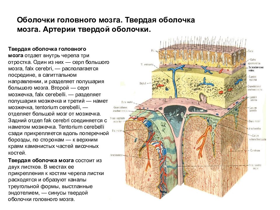 Оболочки головного мозга рисунок