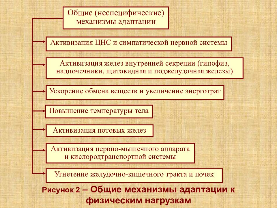 Адаптация к физическим нагрузкам. Физиологические механизмы адаптации к физическим нагрузкам. Специфические механизмы адаптации. Фазы адаптации организма к физическим нагрузкам. Этапы адаптации к физическим нагрузкам.