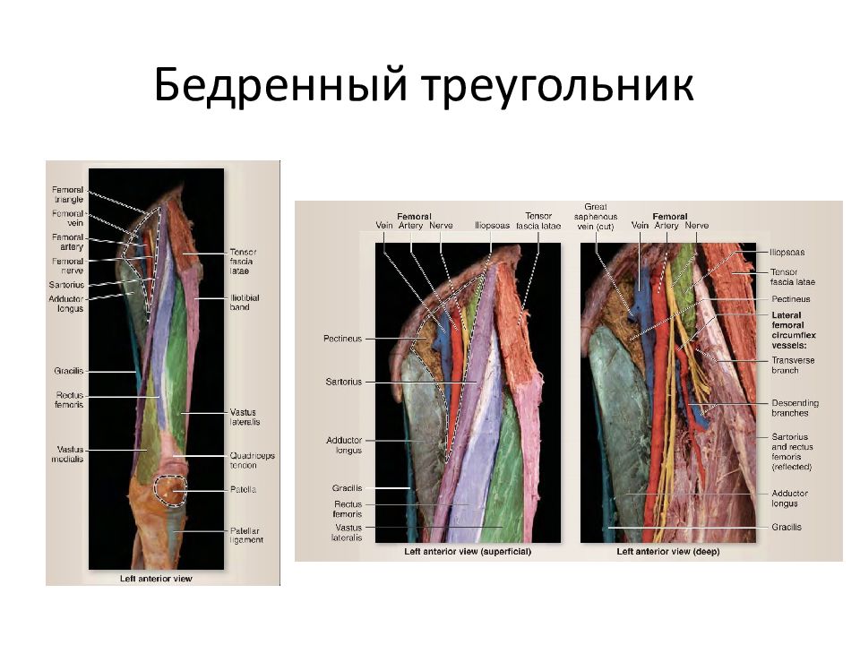 Содержимое приводящего канала