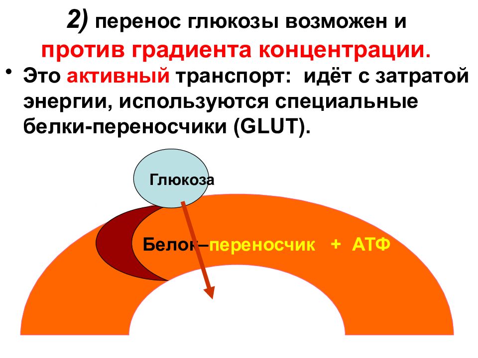 УГЛЕВОДЫ: функции и обмен 2) перенос глюкозы возможен и против градиента концентрации.