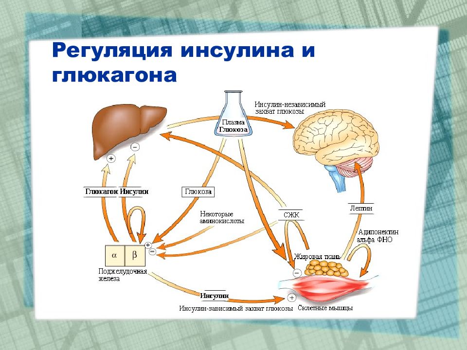 Углеводный обмен. Регуляция метаболизма углеводов глюкагон. Механизм регуляции углеводного обмена схема. Регуляция инсулина физиология. Схема гормональной регуляции обмена углеводов.