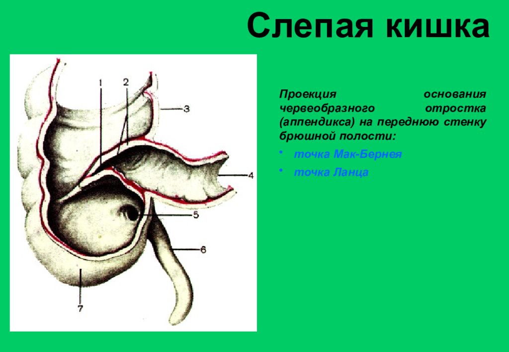 Проекция слепой кишки