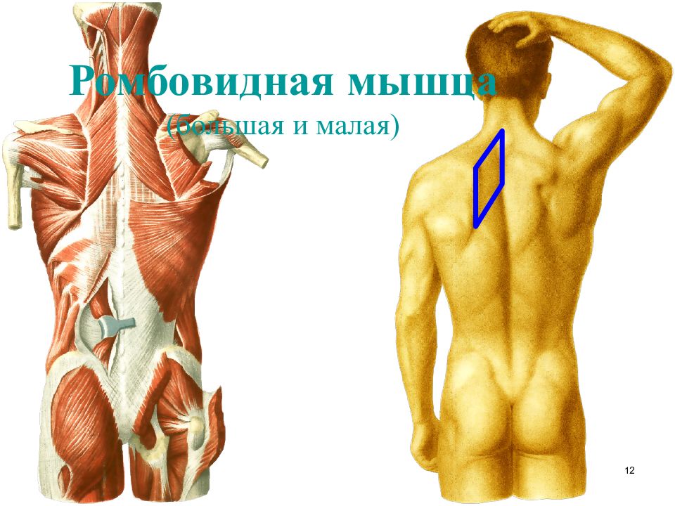 Мышцы спины презентация