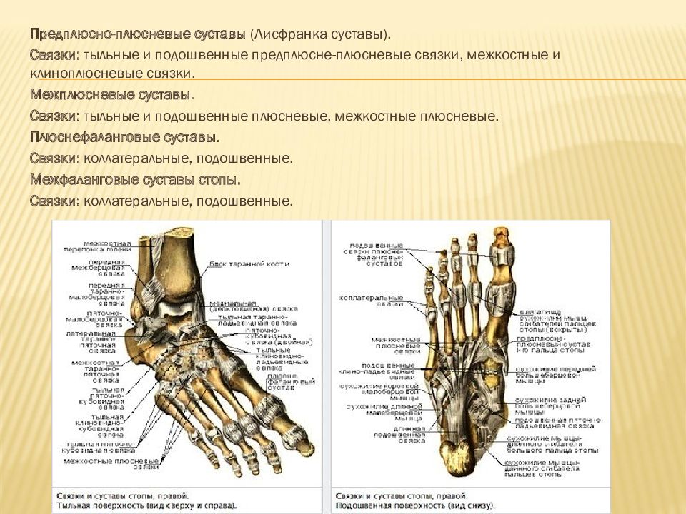 Кости запястья и предплюсны. Предплюсно-плюсневые суставы (лисфранков сустав). Плюснефаланговые суставы Лисфранка. Сустав Шопара и Лисфранка. Сустав стопы Лисфранка сустав.