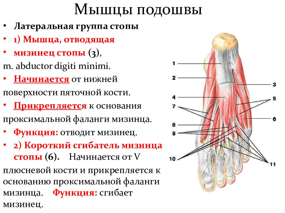 Мышцы подошвы. Подошвенные мышцы стопы. Квадратная мышца подошвы стопы. Подошвенная группа мышц. Строение мышц подошвы.