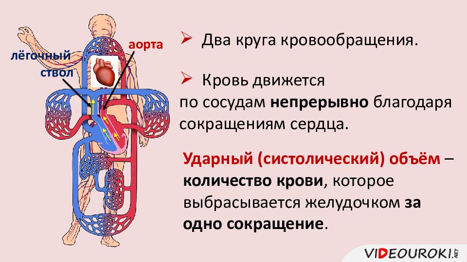 Движение крови по сосудам схема