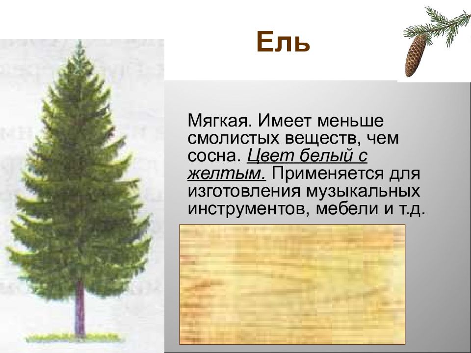 Таблица ель сосна. Характеристика древесины ель. Строение дерева ели. Ель строение. Ель свойства древесины.