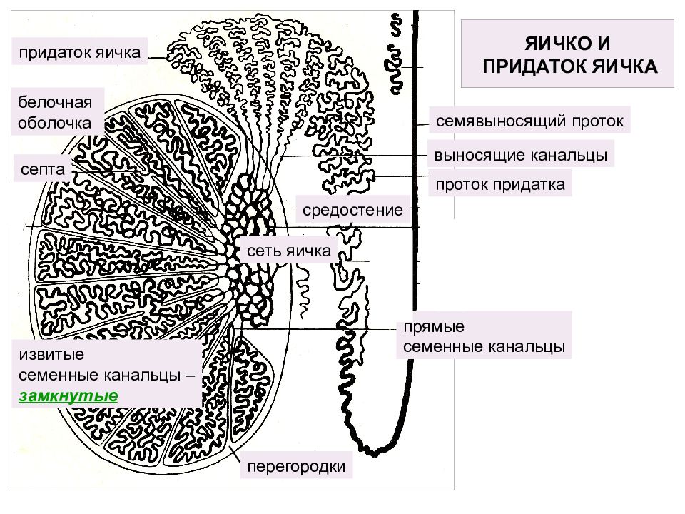 В состав какого органа входит изображенное на рисунке анатомическое образование семенник кишечник