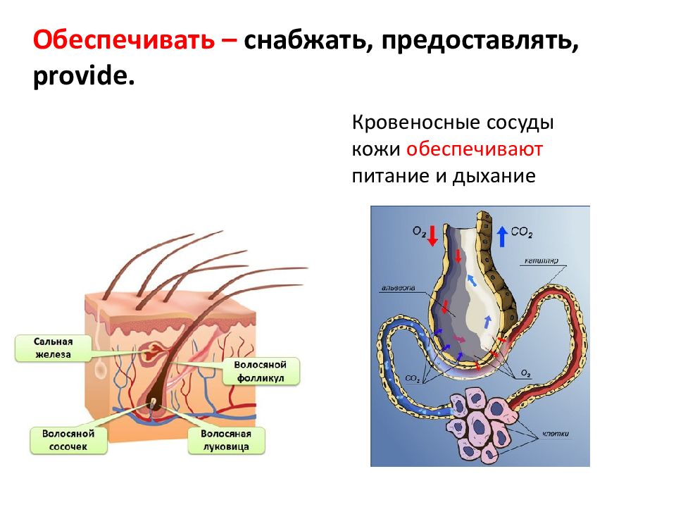 Кровеносные сосуды кожи. Функция кровеносных сосудов кожи. Кровеносные сосуды в коже схема. Кожа. Кровеносные сосуды кожи.