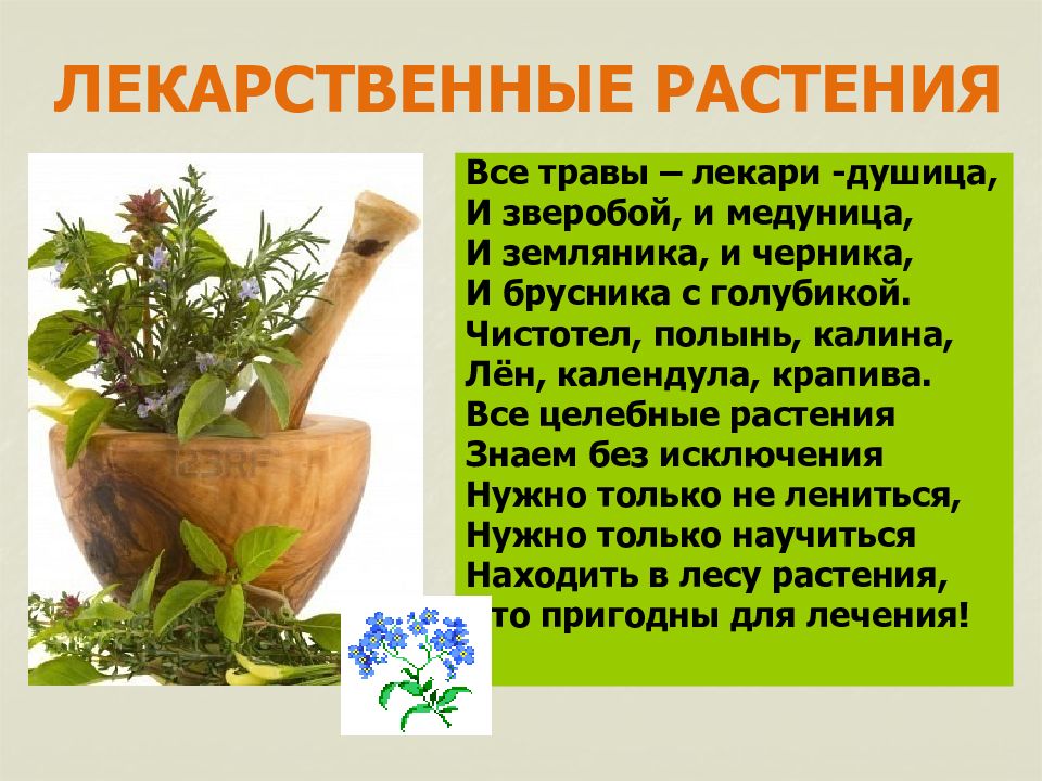 Полезное растение для человека сообщение. Лекарственные растения. Лекарственные растения презентация. Лечебные травы презентация. Слайд лекарственные растения.