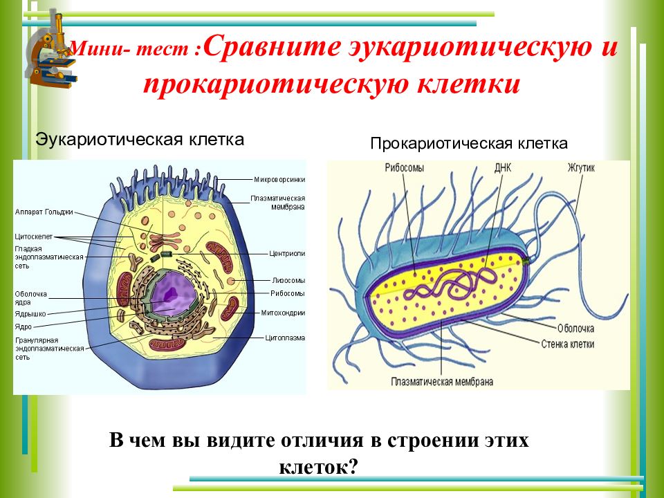 Презентация на тему ядро прокариоты и эукариоты