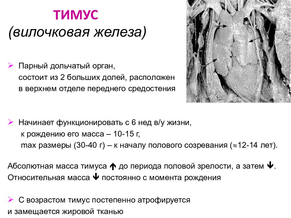 Вилочковая железа таблица. Препарат вилочковой железы фармакология. Редуцированная вилочковая железа на кт.