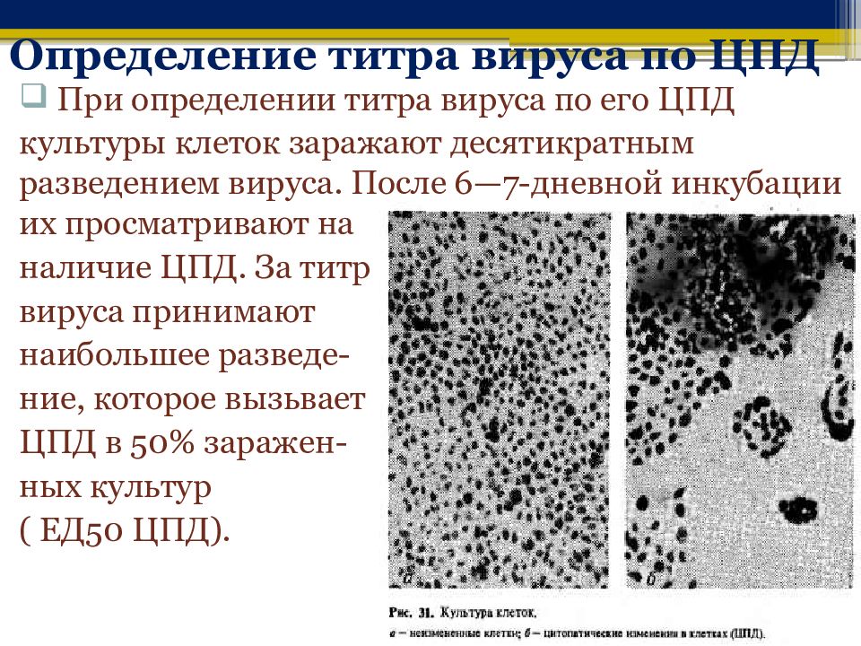 Цпд вируса это. Определение титра вируса. Вирусы определение. ЦПД вирусов микробиология. Титр вируса при ЦПД.