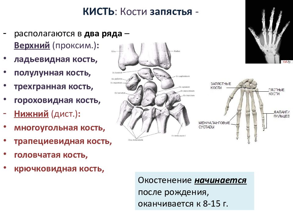 Ряд костей запястья. Гороховидная кость запястья. Кисть анатомия гороховидная кость. Ладьевидная кость кисти анатомия строение. Полулунная кость кисти анатомия.