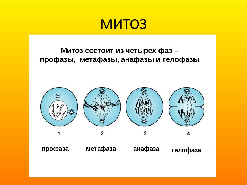 В соматических клетках после митоза. Процесс деления клетки митозом. Строение клетки фазы митоза. Цикл развития митоз. Типы деления клеток митоз.