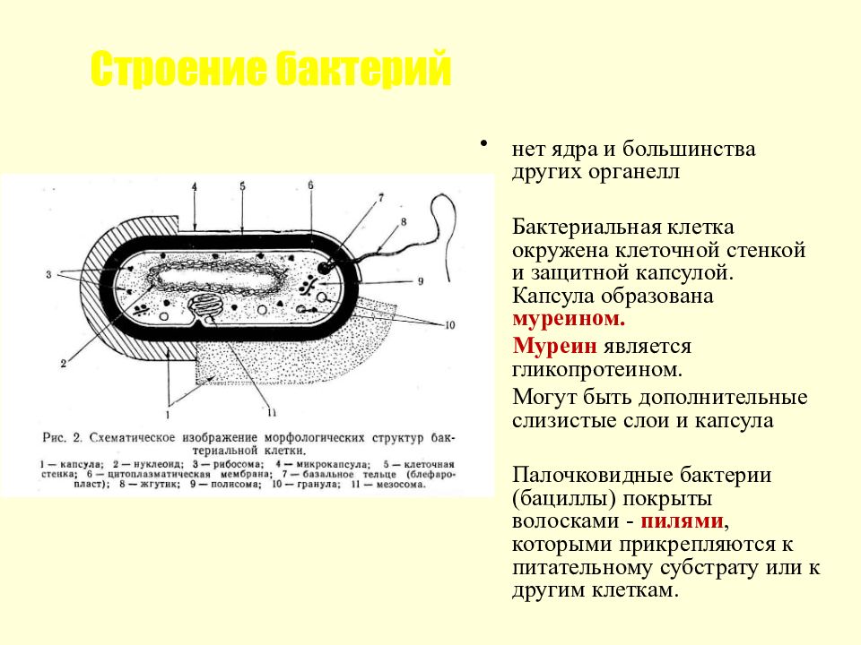 Структура бактериальной клетки микробиология презентация