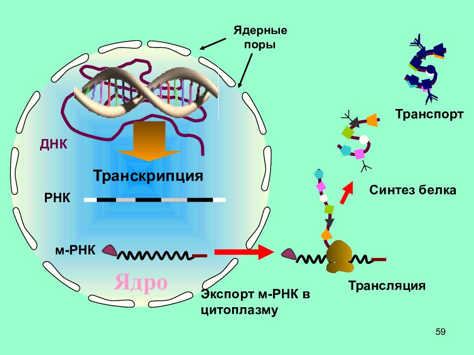 Транскрипция синтез белка. Ядерные поры транспорт Синтез белка. Схема ядро ДНК цитоплазма. Ядерная пора. М РНК В цитоплазме.