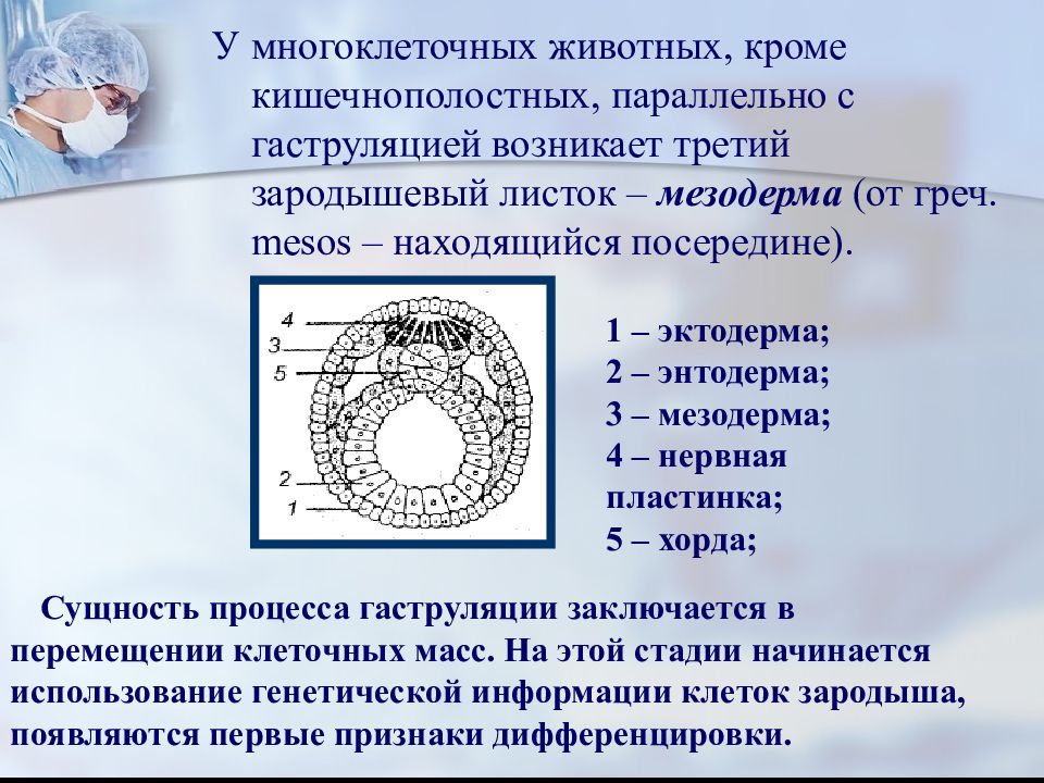 Стадия эмбриогенеза зародышевый листок развивающиеся органы. Эмбриогенез энтодерма. Мезодерма эмбриогенез. Мезодерма эктодерма энтодерма эмбрион. Онтогенез гаструляция.