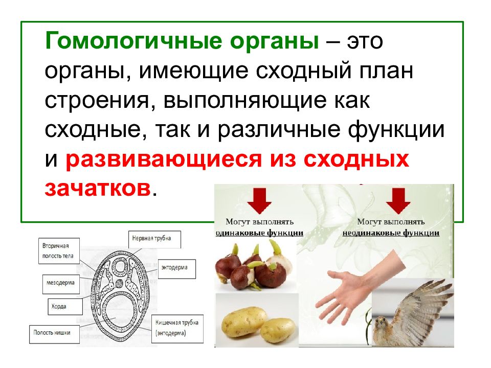 Аналогичные и гомологичные органы презентация