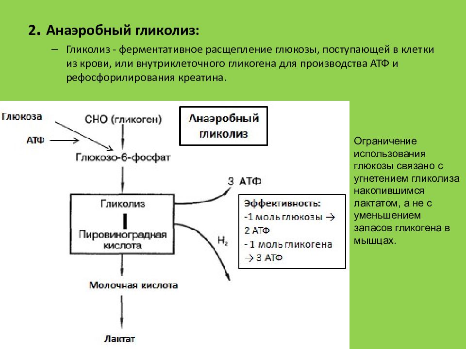 Аэробный распад глюкозы биохимия схема