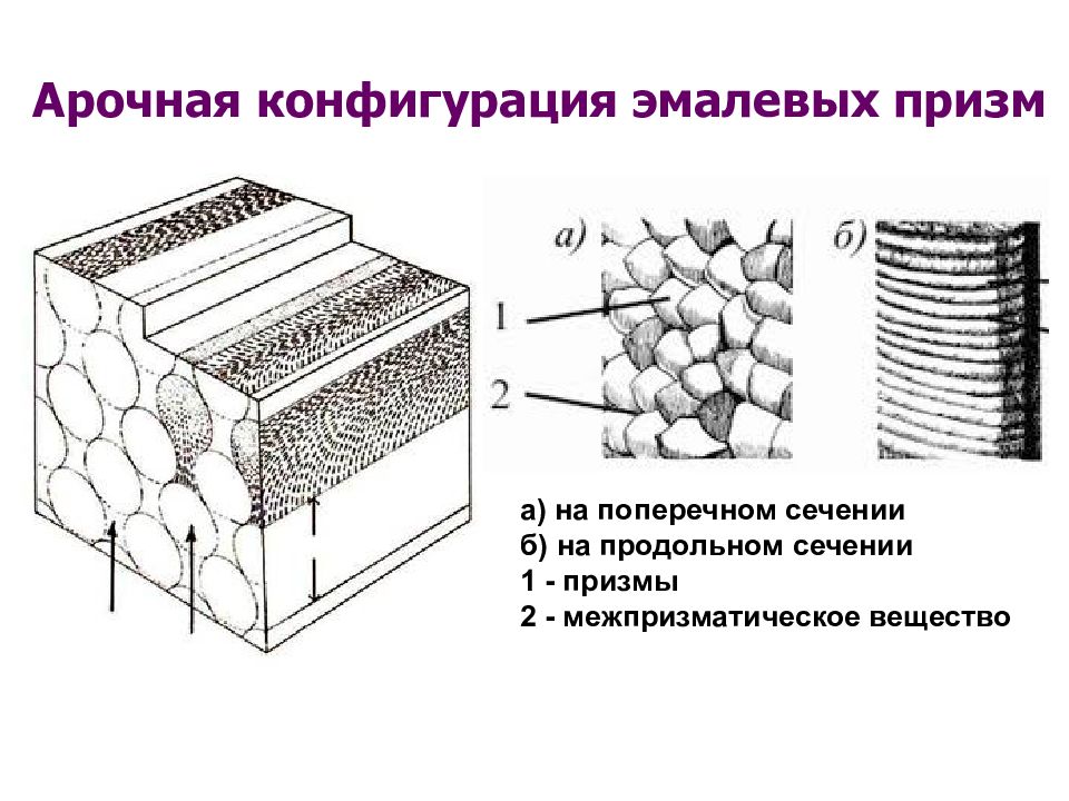 Эмаль зуба презентация