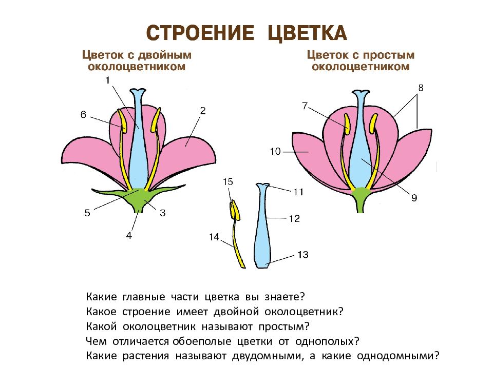 Какой околоцветник у растений. Схема цветка с простым околоцветником. Околоцветник схема цветка. Строение цветка околоцветник схема. Части цветка с двойным околоцветником.