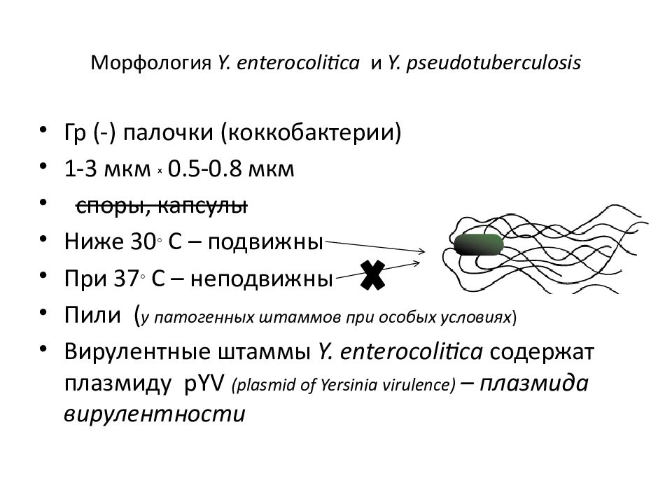 Псевдотуберкулез микробиология презентация