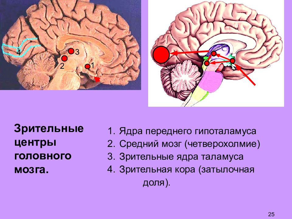 Почему зрение важнейшее формирование головного мозга. Зрительный отдел головного мозга. Зрительные центры расположены в коре головного мозга. Центр зрения в головном мозге.