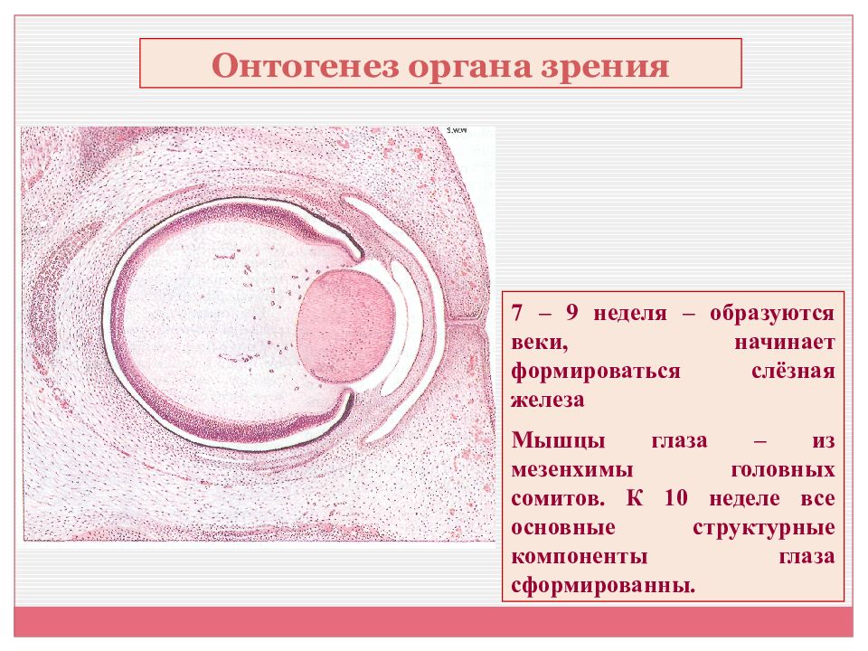 Развитие глаза