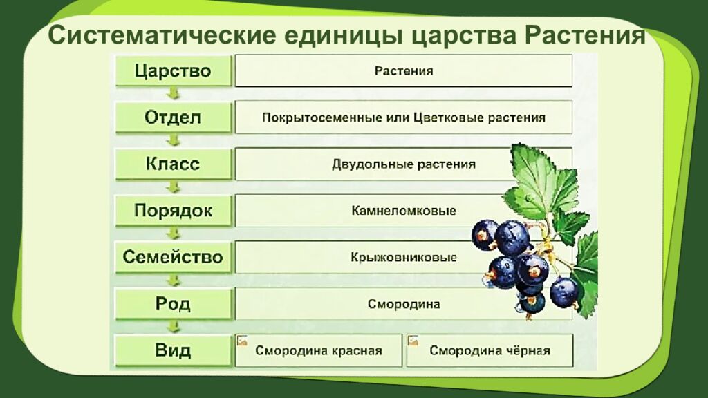 Биология 7 класс Тема урока: § 2.Систематика растений