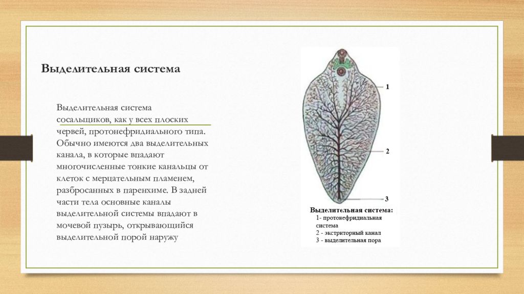 Плоские черви выделительная система. Выделительная система печеночного сосальщика рисунок. Класс сосальщики выделительная система. Выделительная система печеночного сосальщика. Выделительная система сосальщиков.