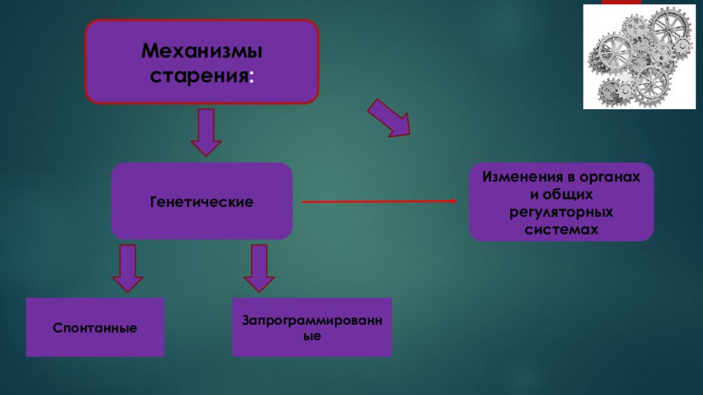 Презентация механизмы старения