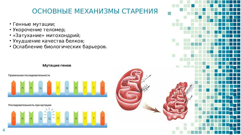 Старение человека и возможность бессмертия проект по биологии