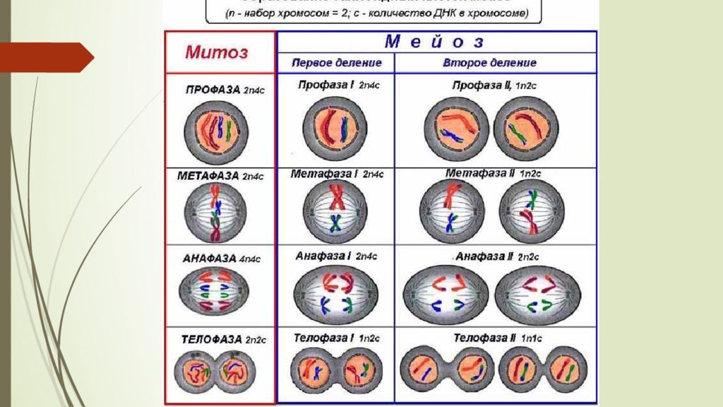 Схема митотического деления клетки диплоидной клетки