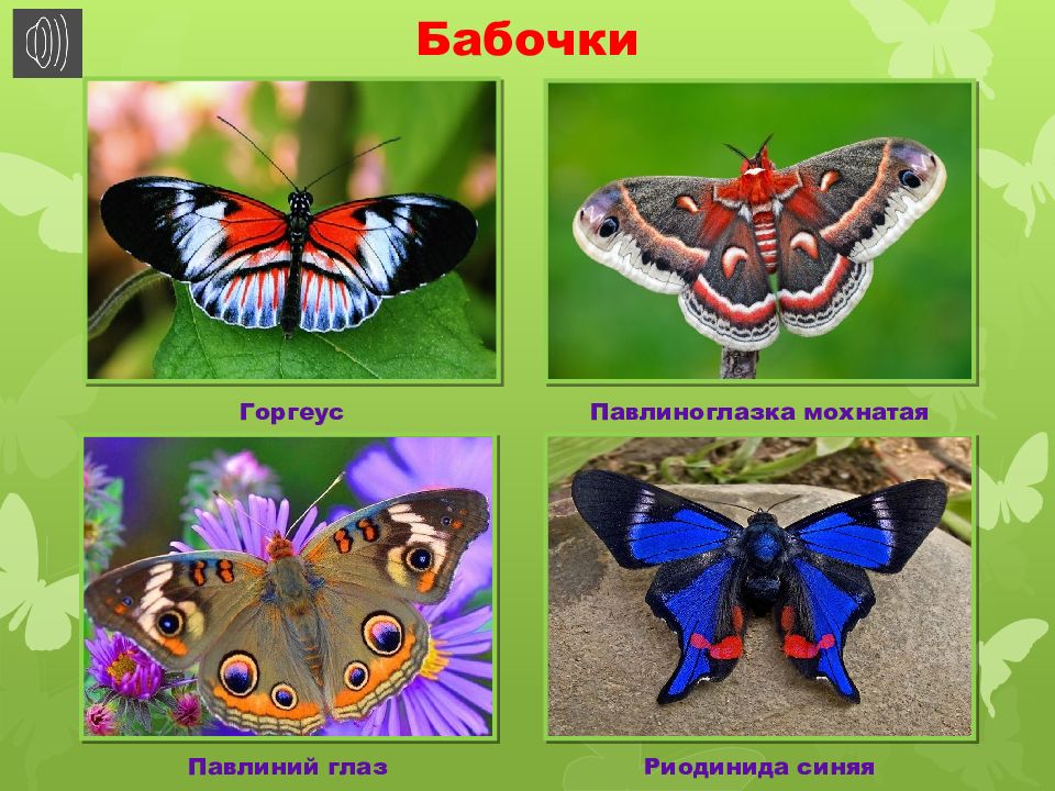 Бабочки картинки окружающий мир. Бабочки для презентации для детей. Презентация бабочки для дошкольников. Виды бабочек.