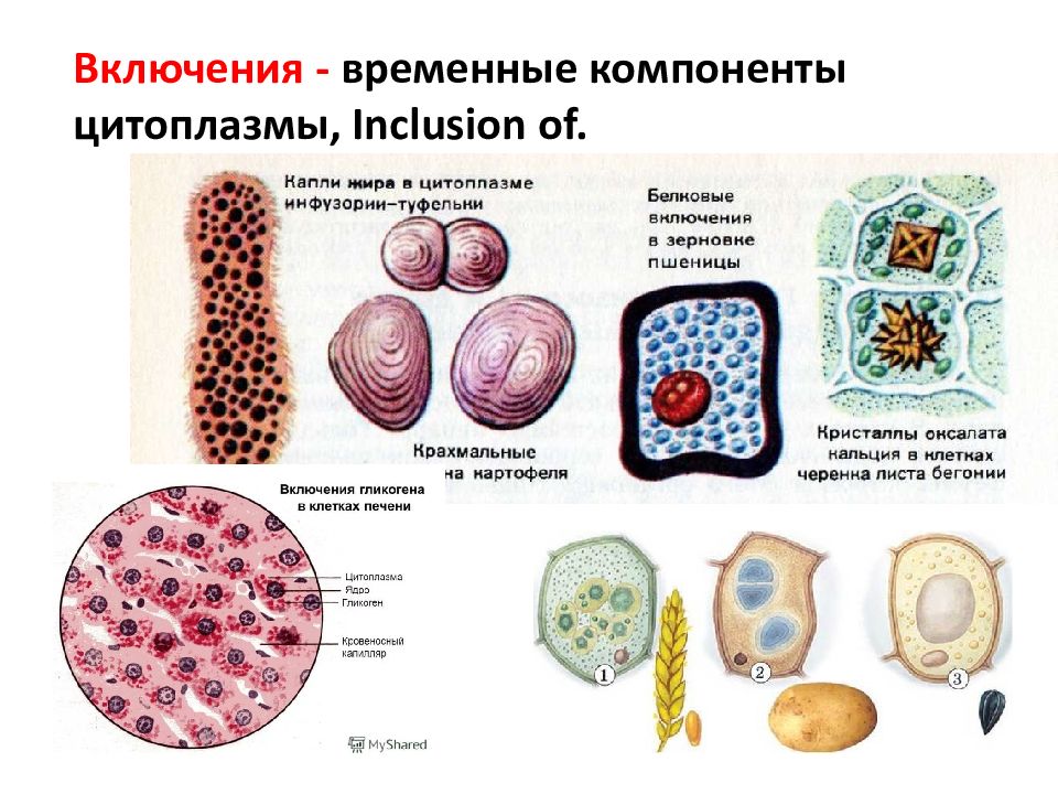 Запасные и отбросные включения. Включения - непостоянные структуры цитоплазмы. Строение клетки клеточные включения. Цитология строение и жизнедеятельность клеток.