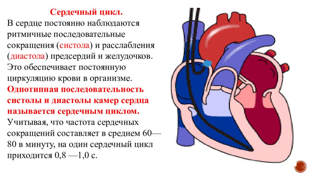 Сердечная деятельность. Функции сердца нормальная физиология. Сердечный цикл физиология систола. Сокращение сердца физиология. Физиология деятельности сердечной мышцы.