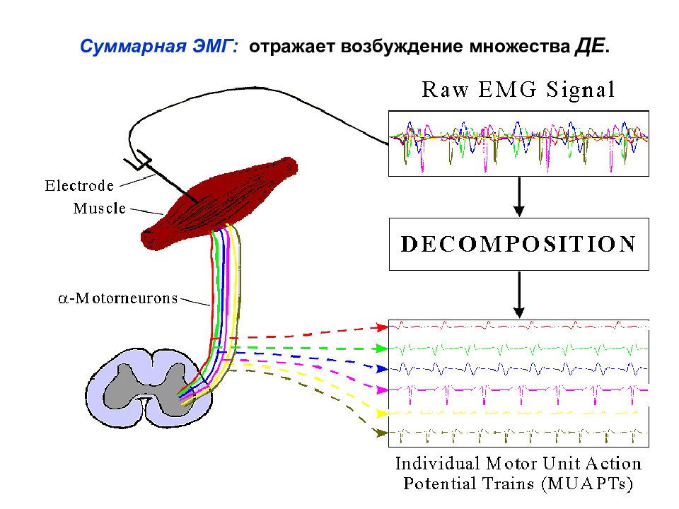 Эмга. Электромиография схема. Электромиография физиология. Метод электромиографии физиология. Электромиография в психофизиологии.