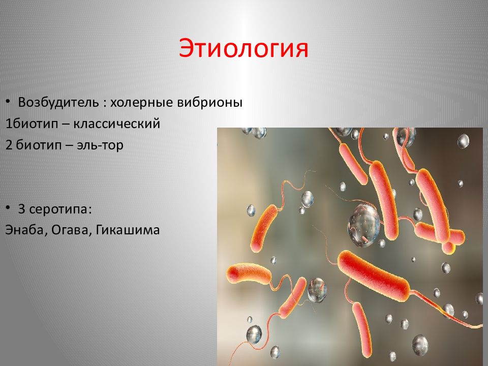 Холера картинки для презентации